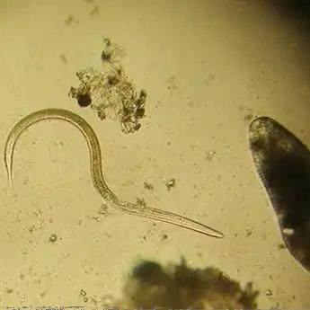 根结线虫 科研级实验 生物实验 农业病害研究 活体线虫 微型蠕虫
