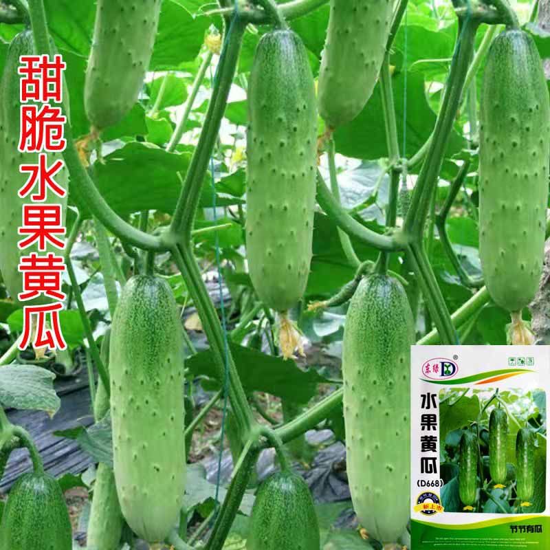 庭院蔬果 水果黄瓜种子 阳台盆栽四季可播 高发芽率 满6.9包邮