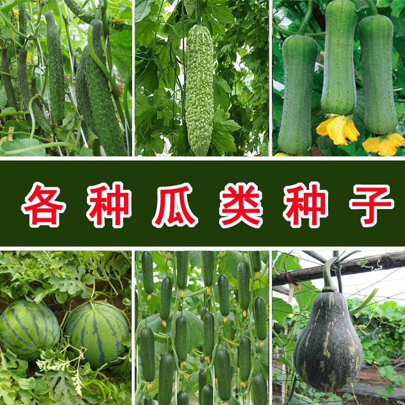 种子黄瓜丝瓜南瓜冬瓜西瓜苦瓜