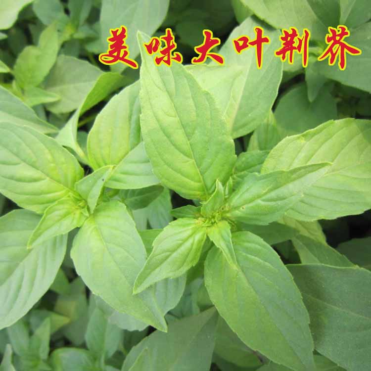 大叶荆芥种子菜籽 蔬菜种子农家 田园四季播种荆菜 满9.9元包邮