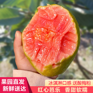广东胭脂红巴乐当季 香甜软糯红番石榴 新鲜红心芭乐 水果 软心
