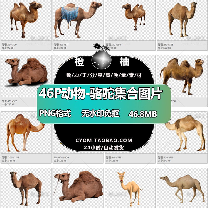 动物真实卡通骆驼集合png图片ps免抠透明图片库设计师高清素材