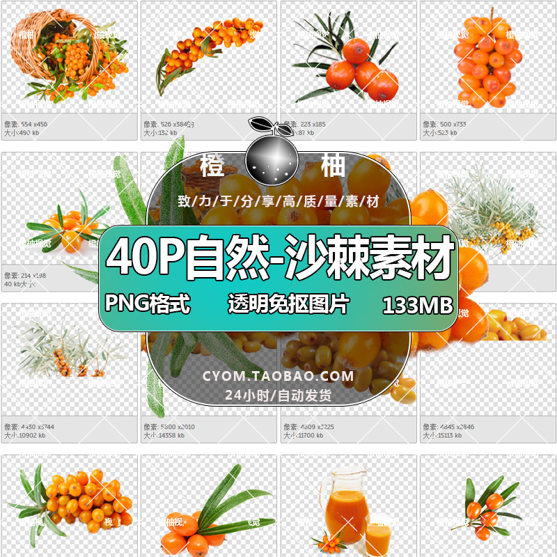 大自然植物水果灌木沙棘果实树png图片高清免抠透明图案设计素材