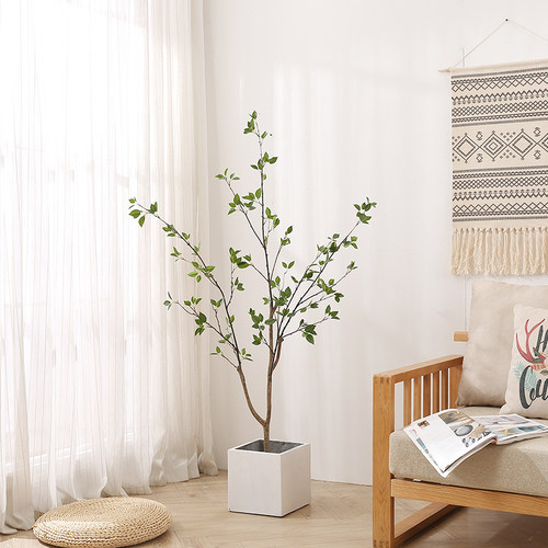 大型盆栽植物室内多少钱 大型盆栽植物室内价格 小麦优选