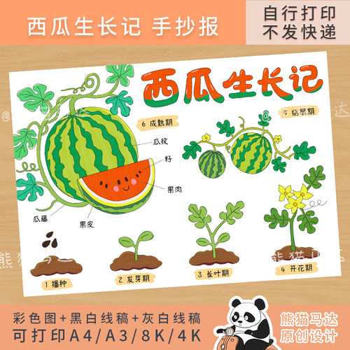 297 熊猫马达 西瓜生长记植物观察日记成长记录卡自然笔记手抄报