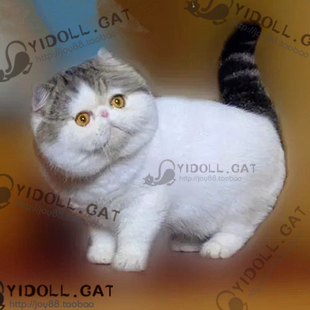 Yidollcat 种公欣赏 加菲猫活体纯种宠物CFA欧洲大冠军异国短毛猫