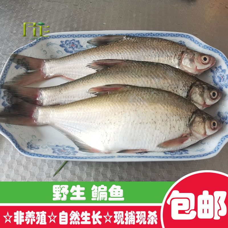 苏北大河鳊鱼非养殖野外捕捞鱼