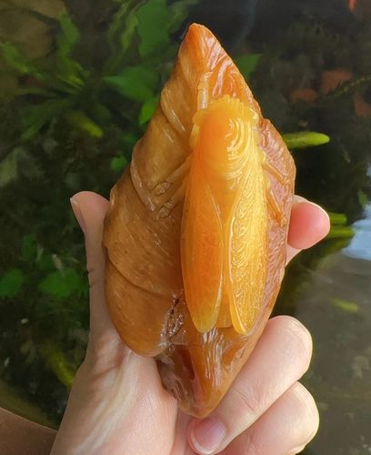 杨玉家天然黄龙玉金蝉手玩件证书