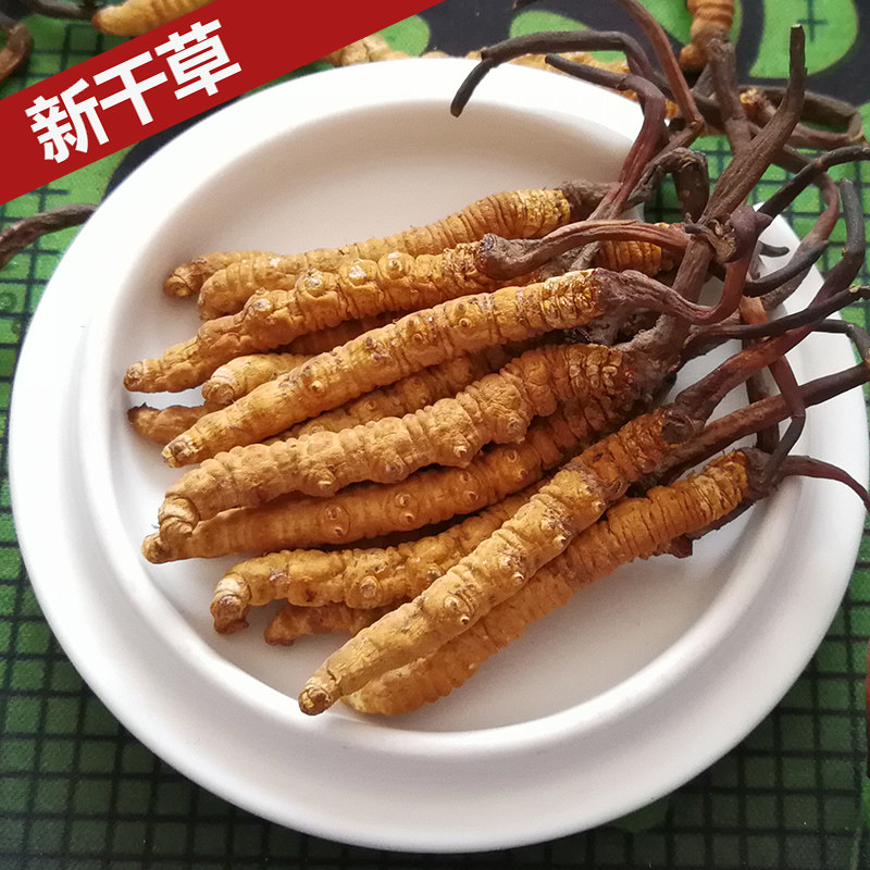 新鲜虫草西藏那曲野生冬虫夏草正品冬虫草可礼盒泡酒茶高海拔