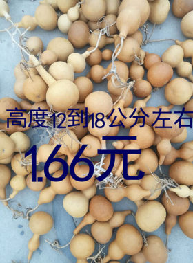 天然生长葫芦低品质低