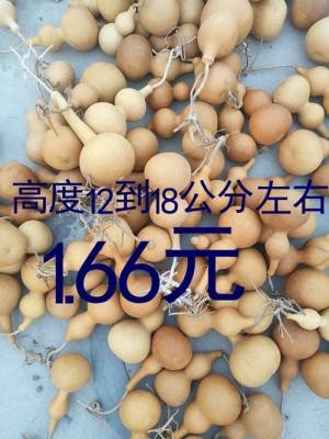 天然生长葫芦低品质低