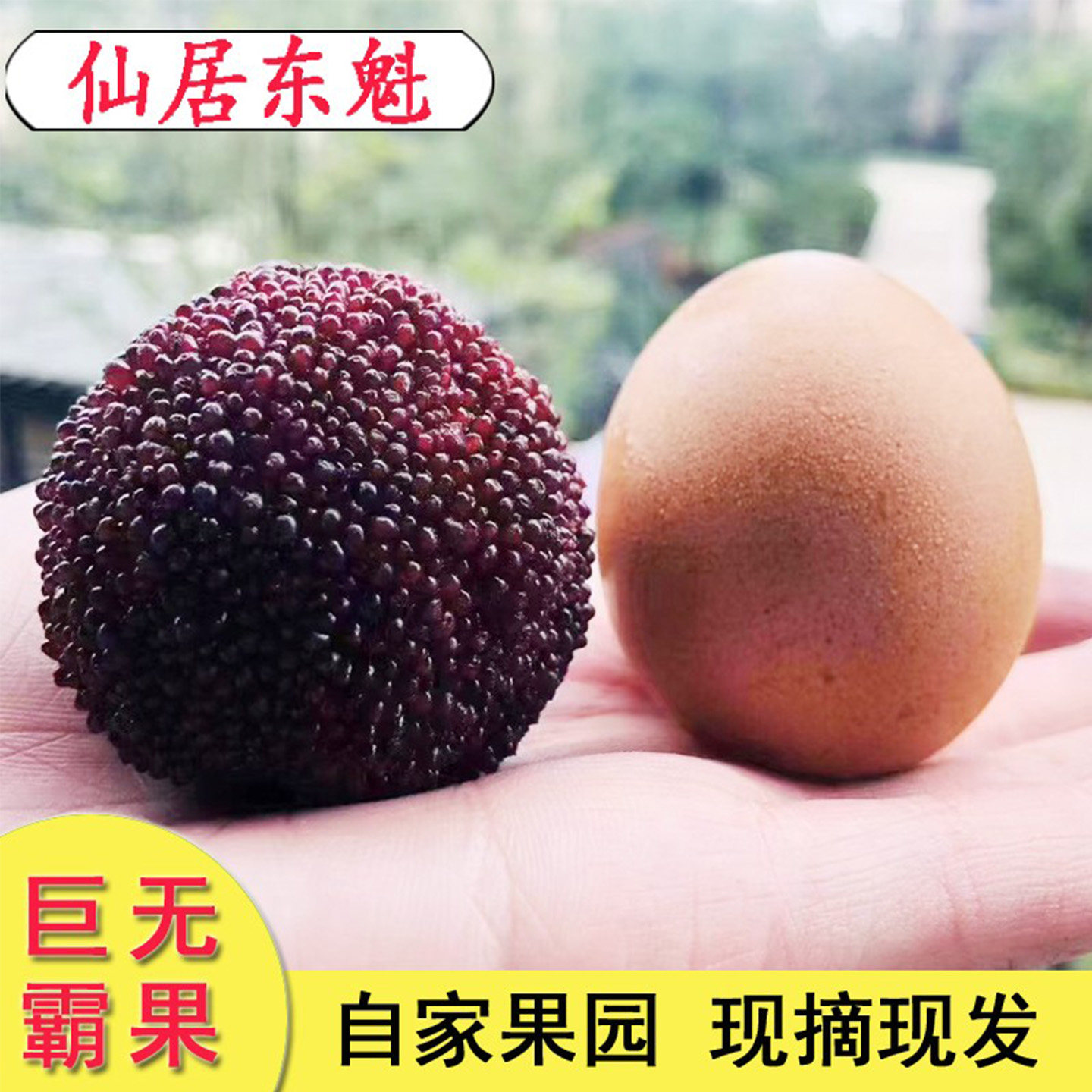 【巨无霸】杨梅皇96颗仙居东魁杨梅现摘稀缺大果当季新鲜水果礼盒