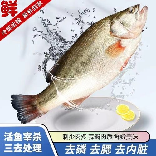 鲈鱼新鲜现杀真空装顺丰包邮