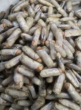 现挖野生双头蛏子 干净无沙味道很鲜肉嫩壳薄 5斤