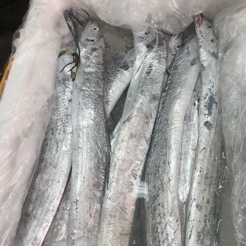 4-5两/条 小眼油带 新鲜的6斤 处理真空