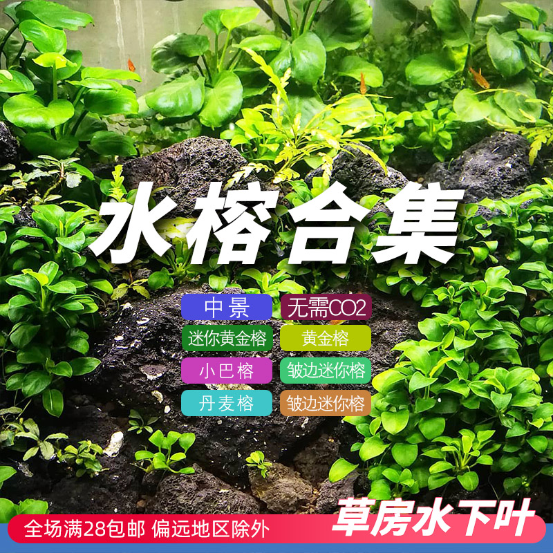 水榕类水草水下叶丹麦榕袖珍迷你榕小巴榕黄金榕阴性无需二氧化碳