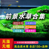 无菌杯前景水草草缸鱼缸造景草坪荷兰景迷你牛毛矮珍珠趴地挖耳