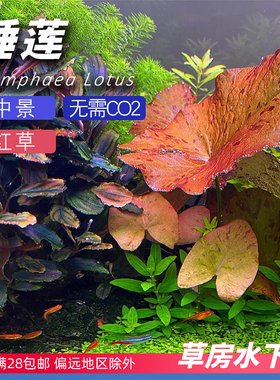 红虎斑青虎睡莲草鱼缸造景浮性水草水下叶草房自养新手懒人红色