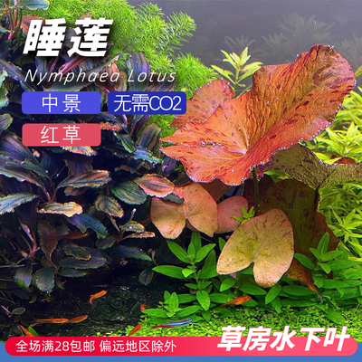 草缸鱼缸红色虎斑睡莲
