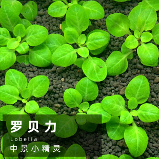 罗贝力水下叶打头水草中景阳性荷兰景有茎草草鱼缸造景适合新手