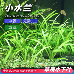 小水兰草鱼缸造景无需二氧化碳中后景水下叶懒人好养新手水草