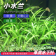 小水兰草鱼缸造景无需二氧化碳中后景水下叶懒人好养新手水草