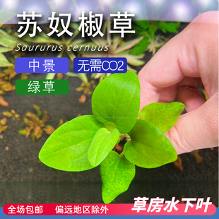苏奴椒草水下叶水草阴性无需二氧化碳中景草缸鱼缸造景打头草房
