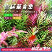 血红宫廷绿宫廷黄金粉后景有茎阳性草草鱼缸造景水草荷兰景水下叶