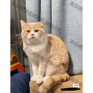 功能正常议价 猫咪。想领养一只猫咪，家里猫多的可以联系我