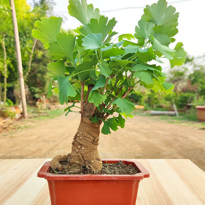 银杏树苗造型老桩矮霸四季好养易活室内花卉禄盘植物盆栽盆景活动