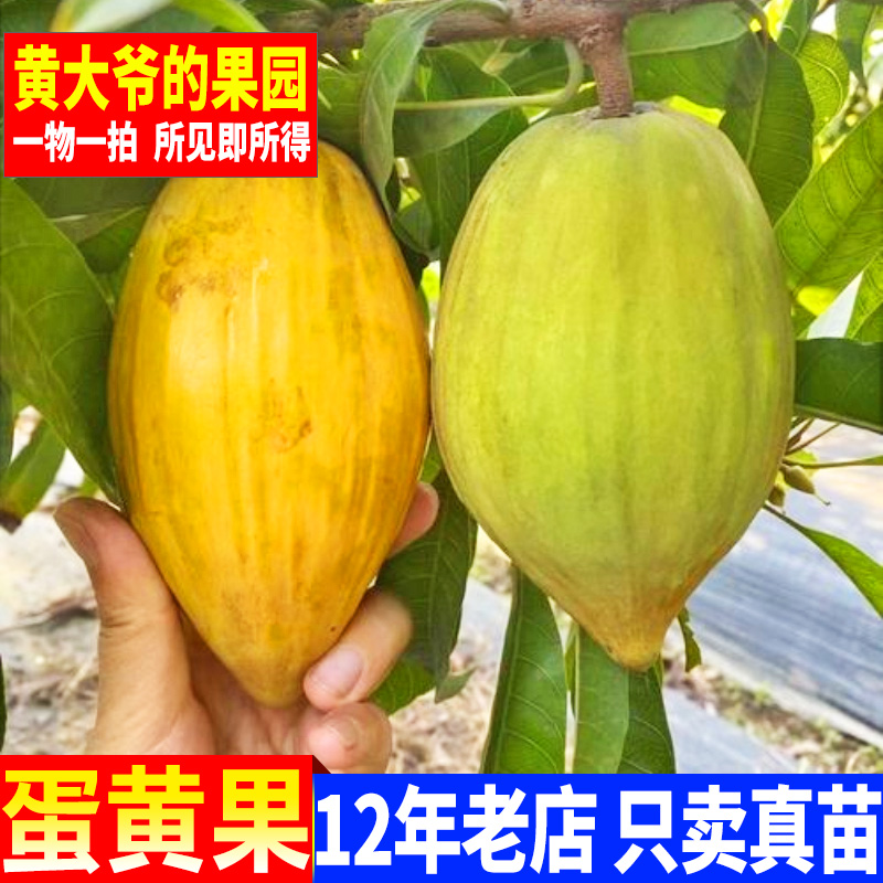 蛋黄果苗树仙桃苗带土带叶果树苗