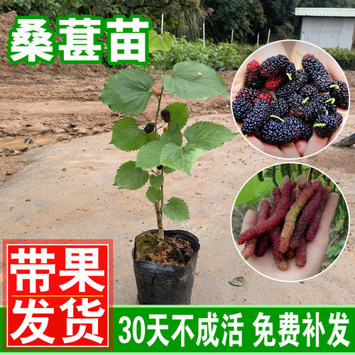 桑葚苗桑椹树苗桑果无籽盆栽种植