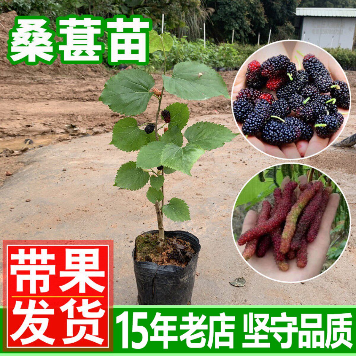 桑葚苗 桑椹苗树苗长桑果树苗无籽大十南方种北方种盆栽 地栽种植