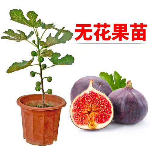 无花果树苗青皮芭劳奈金傲芬
