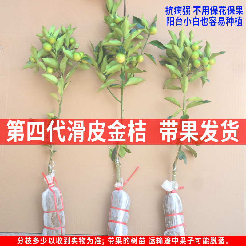 四代大果金桔苗小金桔树二代三代金桔盆地栽果树脆皮金桔苗金桔树