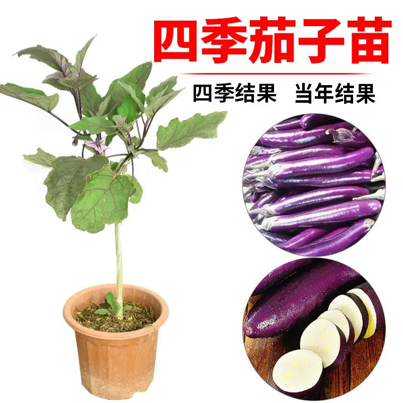 茄子苗嫁接蔬菜种子紫红长茄蔬菜苗本地四季茄瓜苗多年生当年结果