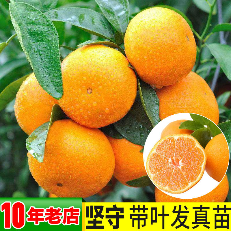 沃柑树苗 嫁接脱毒纯正无核091沃柑广西武鸣正宗沃柑苗橘子果树苗,鲜花速递/花卉仿真/绿植园艺,果树,淘宝优惠券,粉丝福利购,淘宝优惠卷