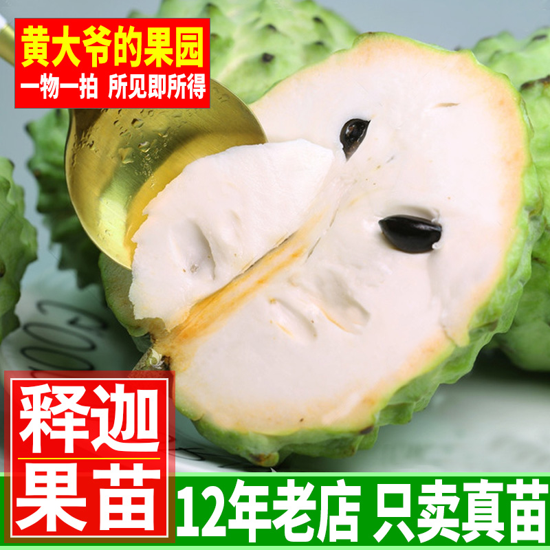 台湾凤梨释迦苗果苗释迦果树苗嫁接苗佛陀果番荔枝苗蜜释迦苗盆栽