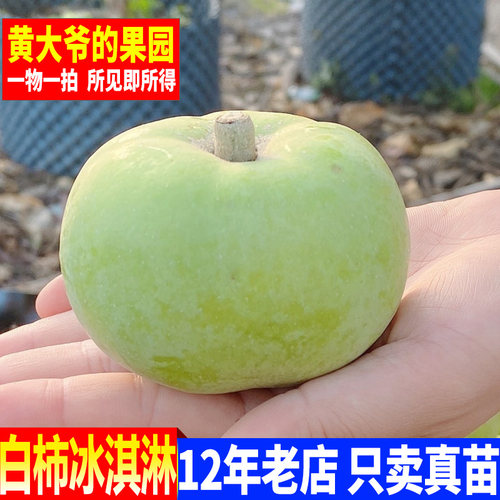 南方种植冰淇淋果苗白柿苗