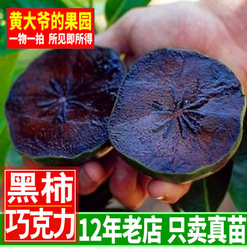 四季黑柿澳洲果树苗南北方种植