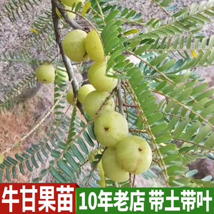 牛甘子 果树苗 油甘苗余甘果苗牛甘苗油甘子苗大玉余甘果苗嫁接果