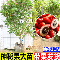 神秘果苗 神秘果树苗 南方果树苗 带土带泥带叶广西发货 盆栽大苗
