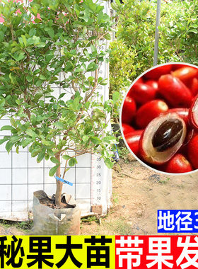 神秘果苗大苗带果发货变味果