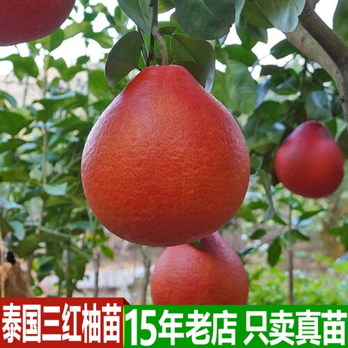 泰国红宝石青柚嫁接苗新品