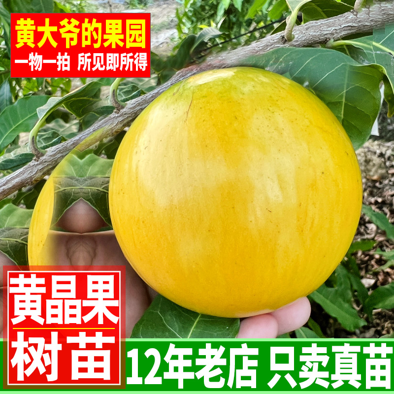 黄晶果苗 四季奶香黄晶果树苗 台湾名贵果树 冬雅美果亚美果树苗