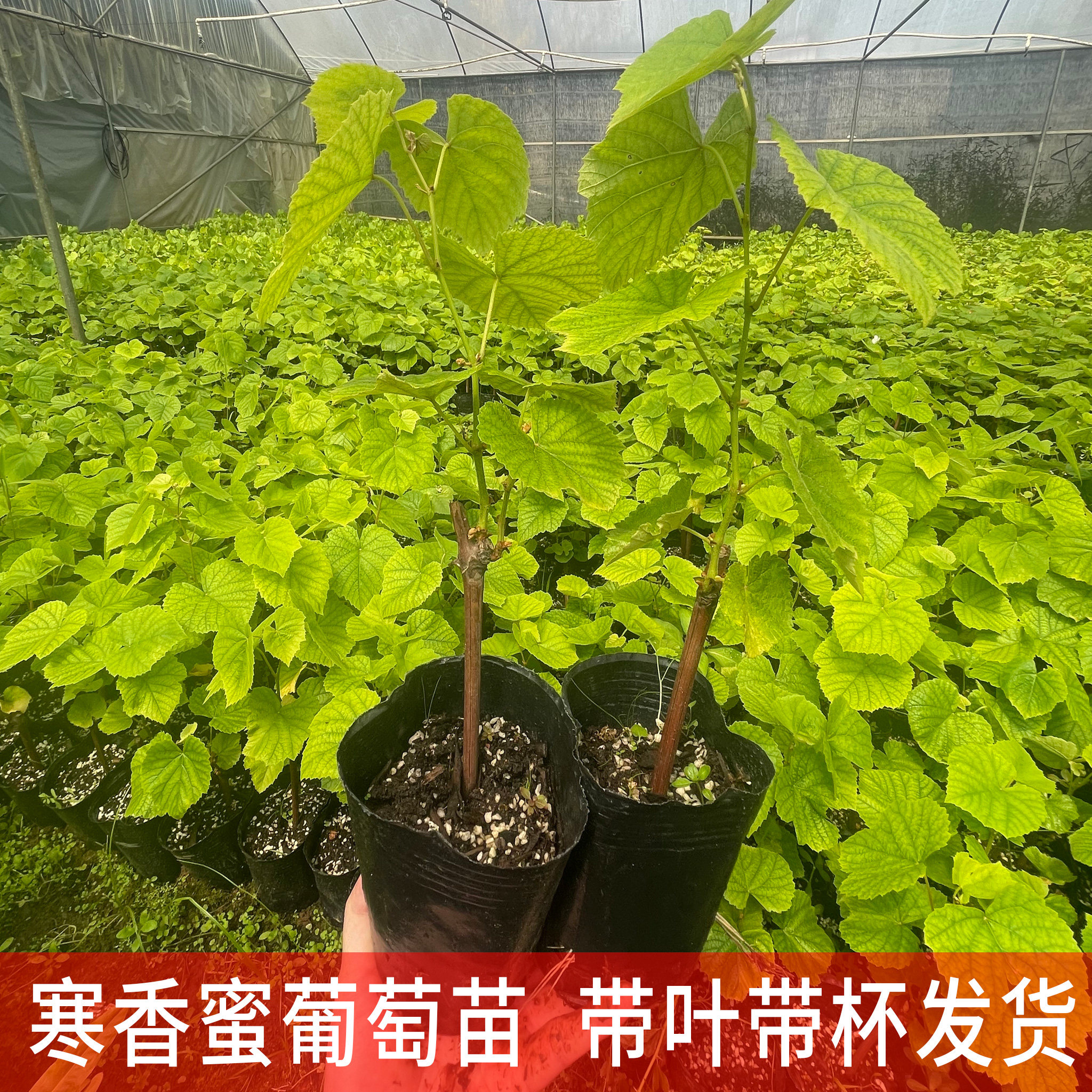 寒香蜜葡萄苗 阳台庭院种植 南方北方种植爬藤无籽葡萄果树苗带盆