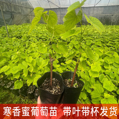 寒香蜜葡萄苗 阳台庭院种植 南方北方种植爬藤无籽葡萄果树苗带盆