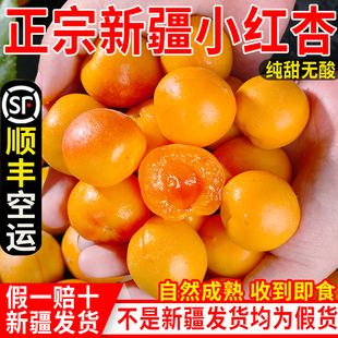 新疆小红杏新鲜杏子水果阿克苏吊干杏整箱当季孕妇甜过小白杏空运