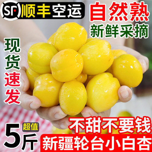 新疆小白杏顺丰空运包邮