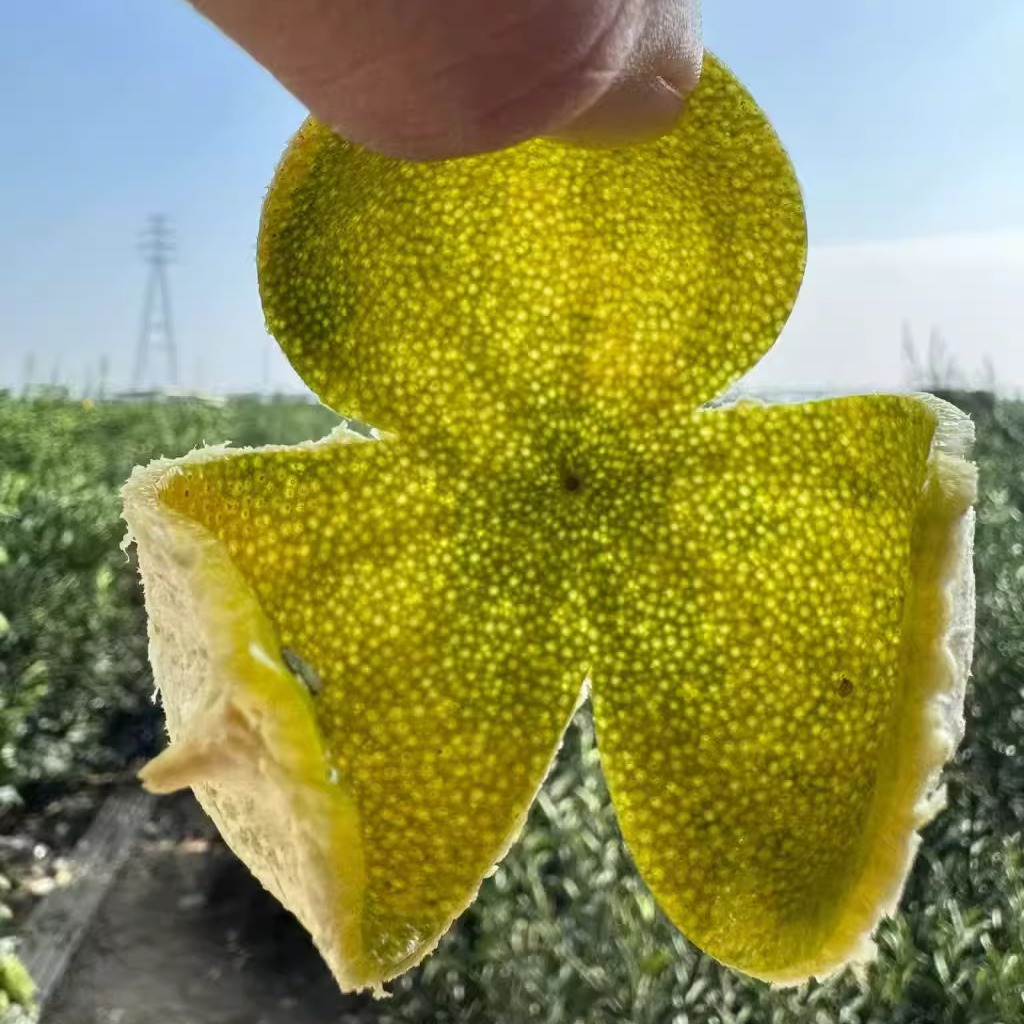 东甲牛比围 10斤二红鲜果 现摘现发 包邮 送开皮教程牛比围二红皮